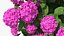 Hydrangea Macrophylla Pink Annabelle