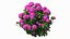 Hydrangea Macrophylla Pink Annabelle