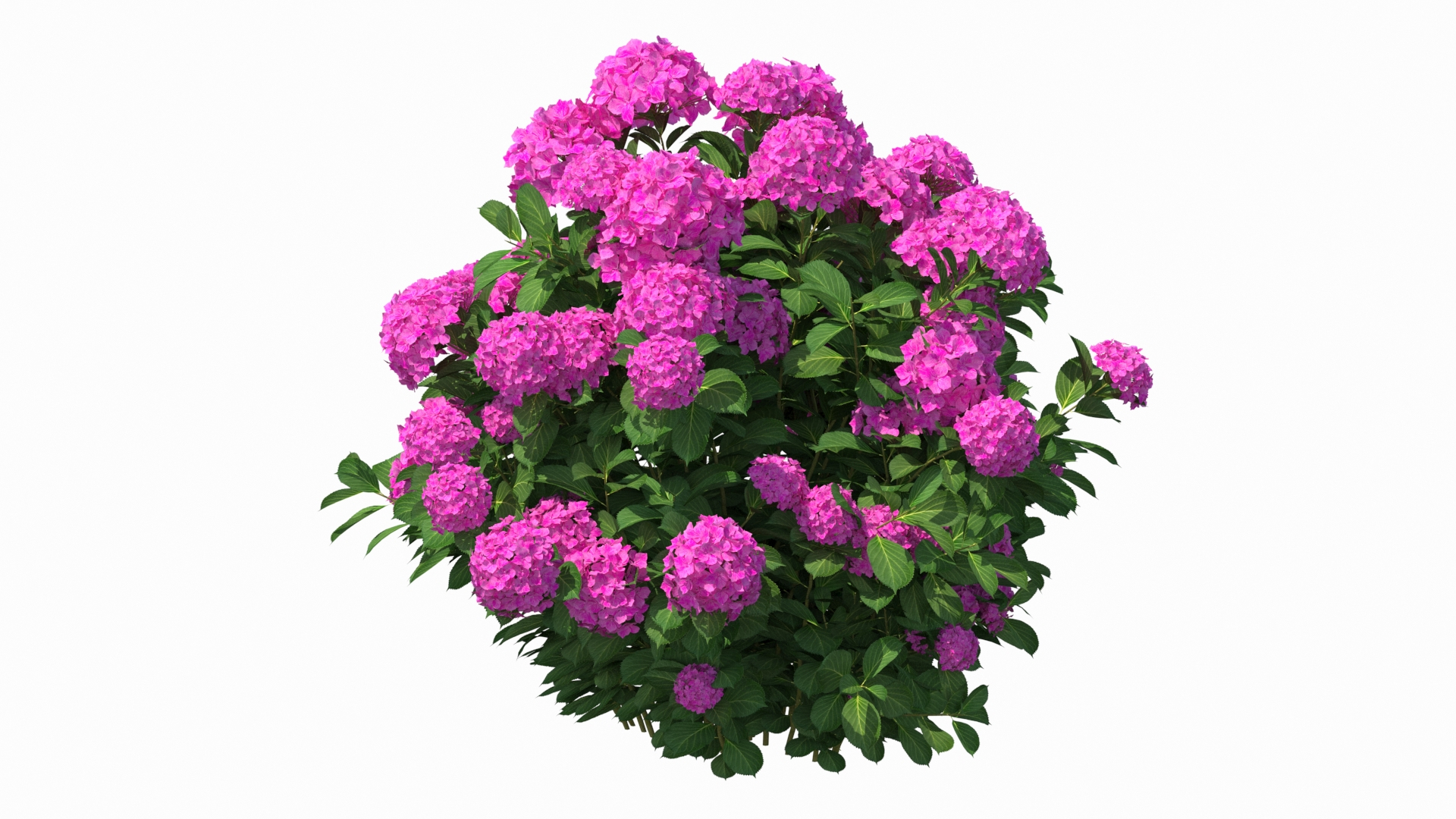 hydrangea macrophylla pink annabelle model https://p.turbosquid.com/ts-thumb/8I/q6C8SW/MH6OMOqD/hydrangea_macrophylla_pink_annabelle_361/jpg/1597164400/1920x1080/turn_fit_q99/c1ef33bd8cc07135d5a87037100ed3915d241a92/hydrangea_macrophylla_pink_annabelle_361-1.jpg