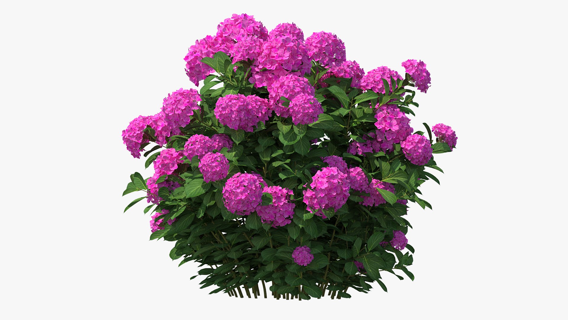 Hydrangea Macrophylla Pink Annabelle 3D model preview