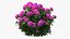 Hydrangea Macrophylla Pink Annabelle