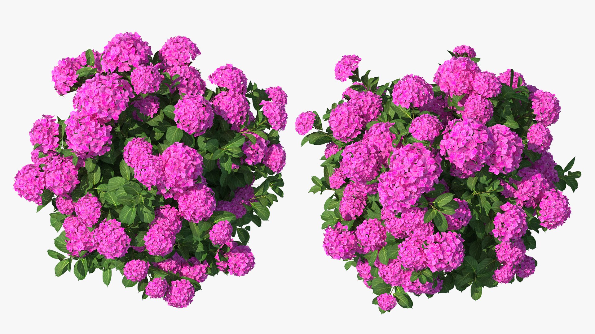 hydrangea macrophylla pink annabelle model https://p.turbosquid.com/ts-thumb/8I/q6C8SW/fCpfTJn1/hydrangeamacrophyllapinkannabellevray3dmodel005/jpg/1597166045/1920x1080/fit_q87/9e8b3526605ae2f69cad544036f99f11b0c6092a/hydrangeamacrophyllapinkannabellevray3dmodel005.jpg