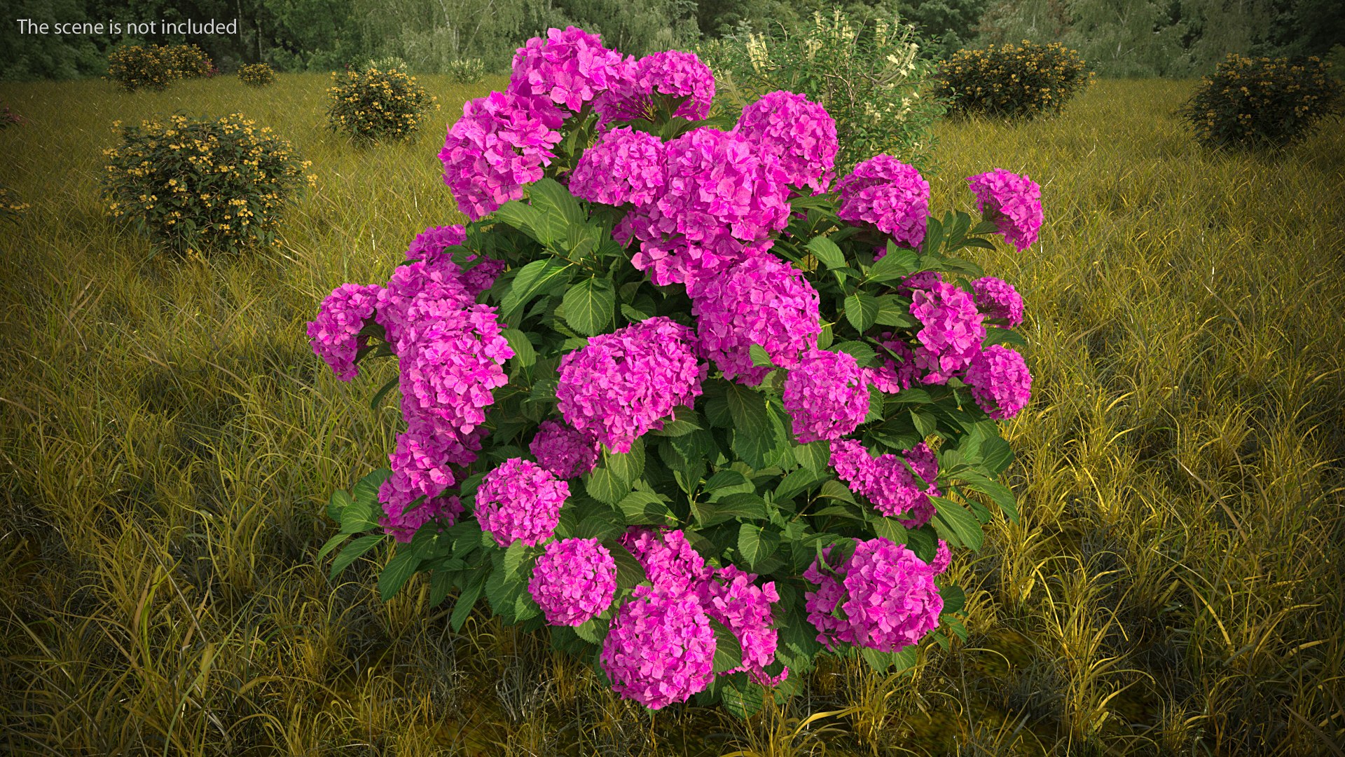 hydrangea macrophylla pink annabelle model https://p.turbosquid.com/ts-thumb/8I/q6C8SW/fPJVBXEE/hydrangeamacrophyllapinkannabellevray3dmodel002/jpg/1597166011/1920x1080/fit_q87/5928a518ca423eb0d1ad2f86ed45212ca252b032/hydrangeamacrophyllapinkannabellevray3dmodel002.jpg