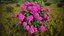 Hydrangea Macrophylla Pink Annabelle
