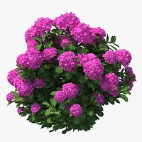 Hydrangea Macrophylla Pink Annabelle