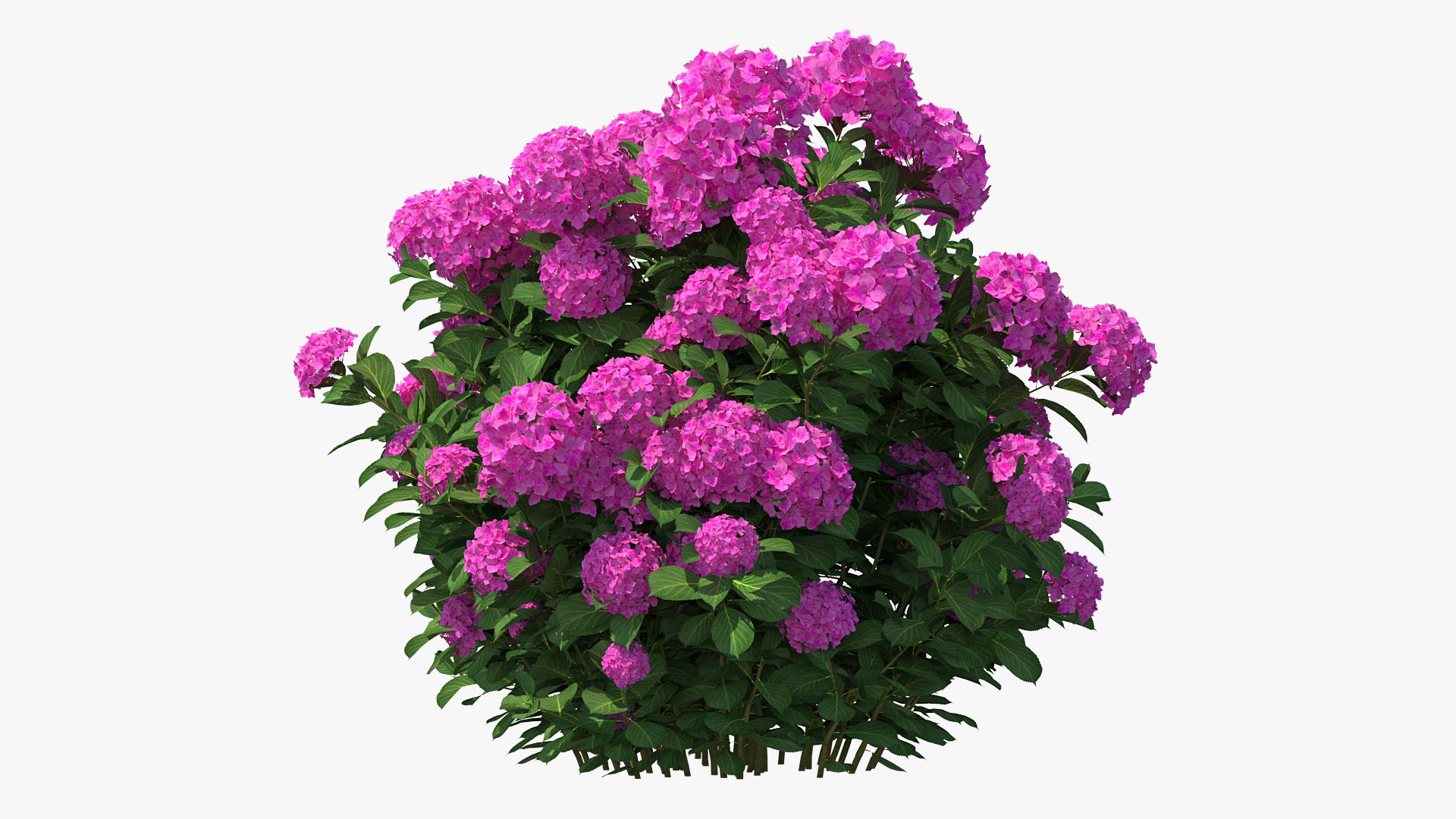 hydrangea macrophylla pink annabelle model https://p.turbosquid.com/ts-thumb/8I/q6C8SW/tVFQGFbx/hydrangeamacrophyllapinkannabellevray3dmodel004/jpg/1597166033/1920x1080/fit_q87/850db01ba345d6369570268e440123c7b0e6a0fc/hydrangeamacrophyllapinkannabellevray3dmodel004.jpg