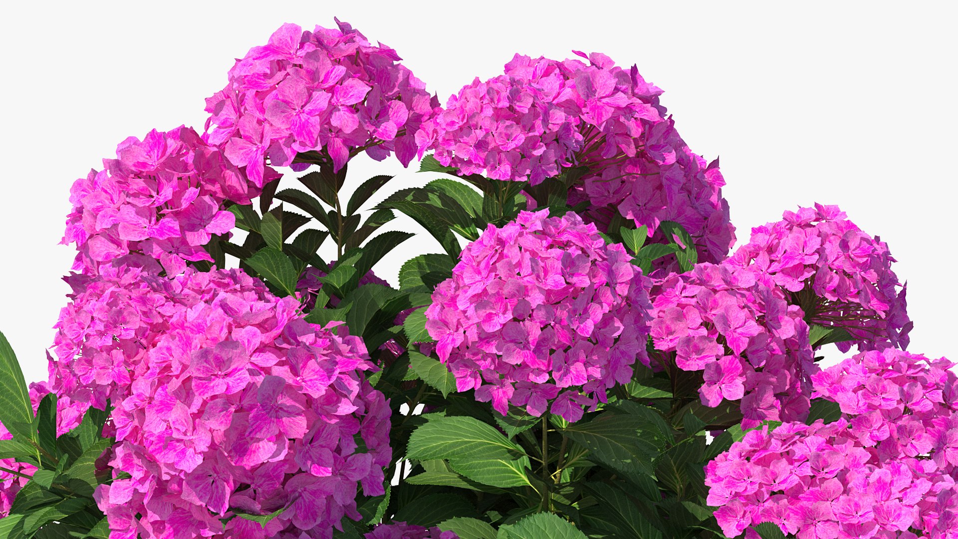 hydrangea macrophylla pink annabelle model https://p.turbosquid.com/ts-thumb/8I/q6C8SW/uhAHBOCk/hydrangeamacrophyllapinkannabellevray3dmodel007/jpg/1597166066/1920x1080/fit_q87/69bd45334cd11ac3088c8a875e5da41039738520/hydrangeamacrophyllapinkannabellevray3dmodel007.jpg