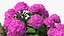 Hydrangea Macrophylla Pink Annabelle