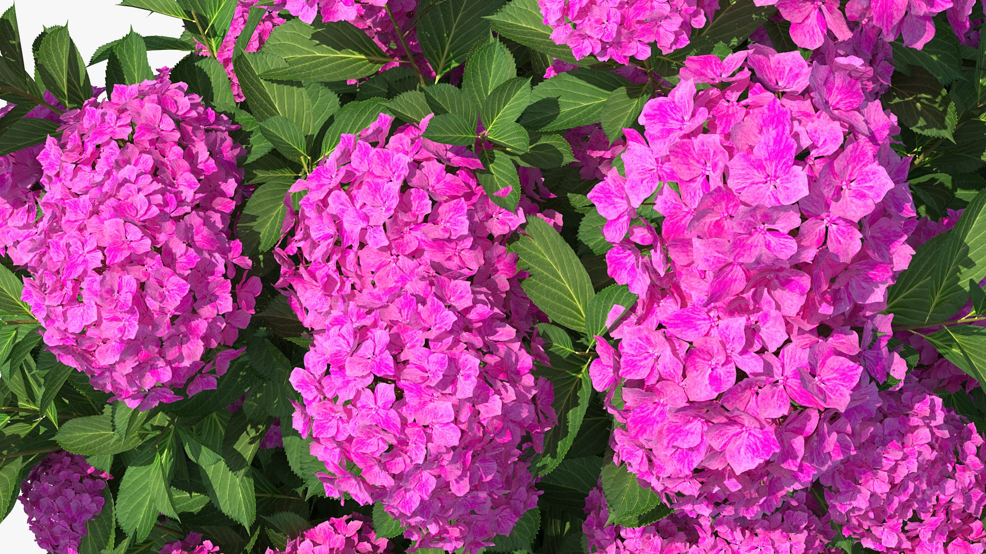 hydrangea macrophylla pink annabelle model https://p.turbosquid.com/ts-thumb/8I/q6C8SW/wZetGCz1/hydrangeamacrophyllapinkannabellevray3dmodel009/jpg/1597166089/1920x1080/fit_q87/92abcf0874992a50924e4628f748e0f291b1f2e9/hydrangeamacrophyllapinkannabellevray3dmodel009.jpg