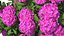 Hydrangea Macrophylla Pink Annabelle