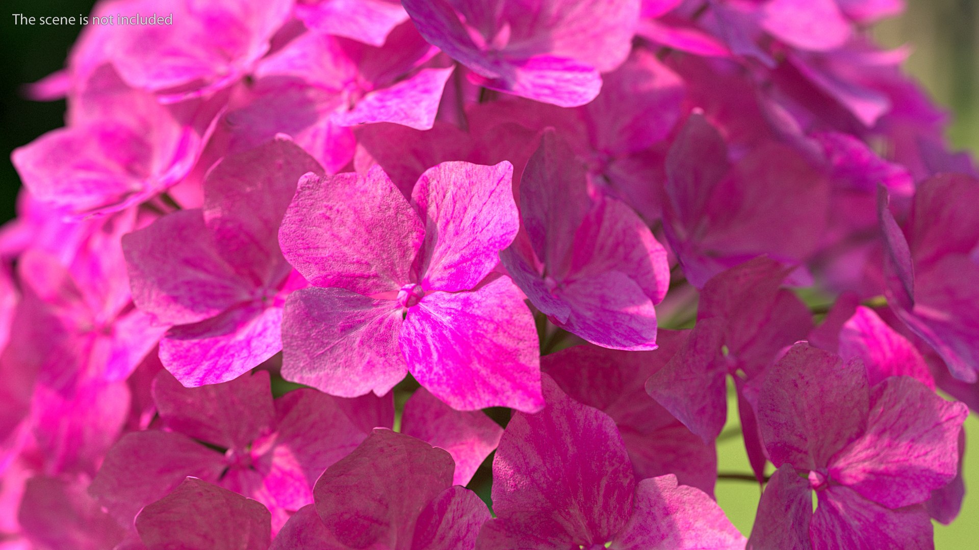 hydrangea macrophylla pink annabelle model https://p.turbosquid.com/ts-thumb/8I/q6C8SW/x21DjFLN/hydrangeamacrophyllapinkannabellevray3dmodel003/jpg/1597166022/1920x1080/fit_q87/9dc17ff95ed6036866e4d459adc0184d52e9ee4c/hydrangeamacrophyllapinkannabellevray3dmodel003.jpg