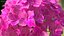 Hydrangea Macrophylla Pink Annabelle