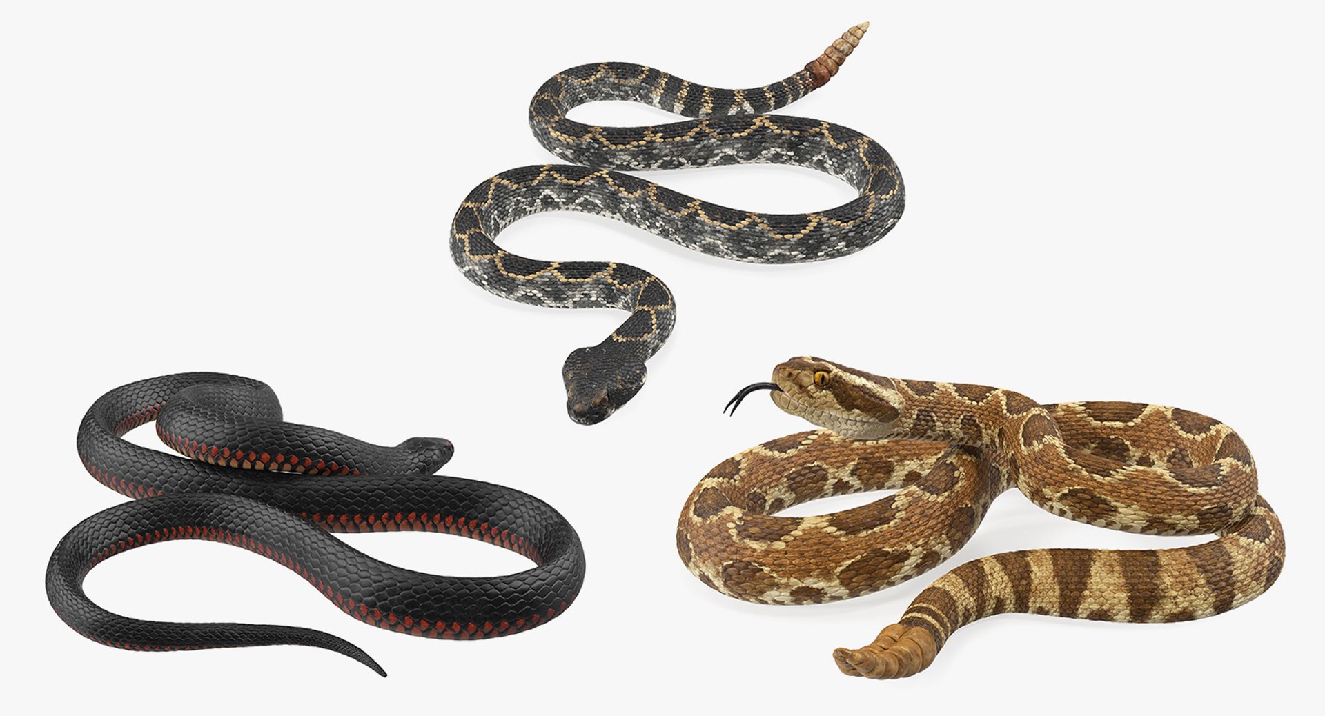 Snakes Rigged for Maya Collection 3D model preview