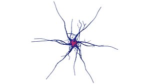 Nerve cell 3D model