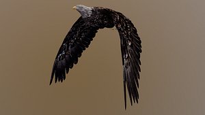 3D model Bald eagle