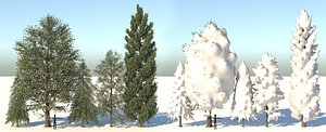Season Tree