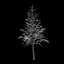 Winter Tree 034
