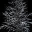Winter Tree 034
