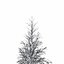 Winter Tree 034