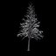 Winter Tree 034