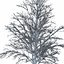 Winter Tree 034