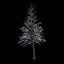 Winter Tree 034