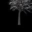 Winter Tree 034