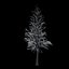 Winter Tree 034
