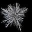 Winter Tree 034