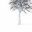 Winter Tree 034