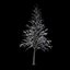 Winter Tree 034