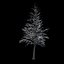 Winter Tree 034