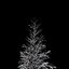 Winter Tree 034