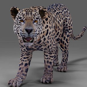 Jaguar Rigged in Blender 3D model