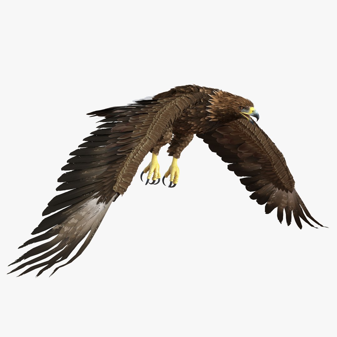 Golden Eagle Pose 4 3D Model 3D model preview