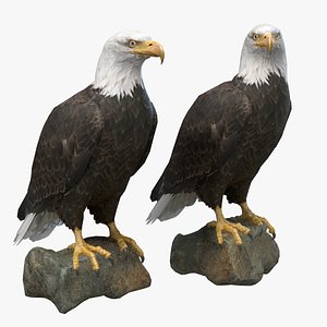 3D model bald eagle bird