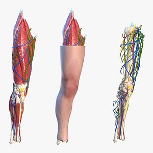 knee human anatomy rigged 3D model