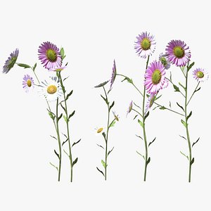 Erigeron Flower Low Poly 3D model