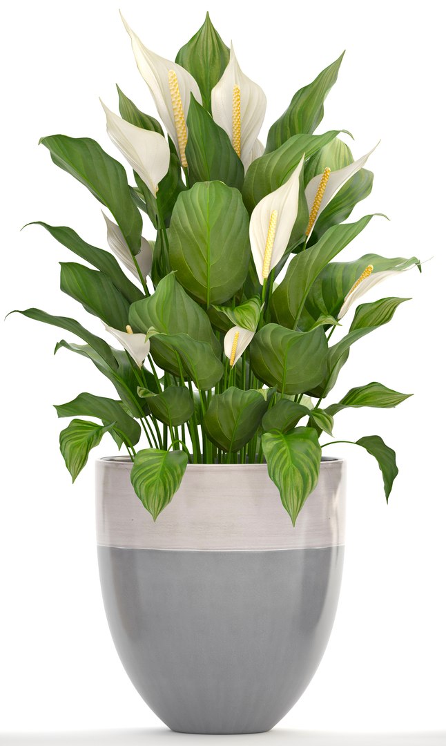 3D plants spathiphyllum https://p.turbosquid.com/ts-thumb/8J/xH4F7Z/32zoRNAz/spathiphyllum160404/jpg/1523880309/1920x1080/fit_q87/0c9e88850638d0f87e5518f01f4f2efff94676e2/spathiphyllum160404.jpg