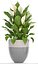 Collection plants Spathiphyllum