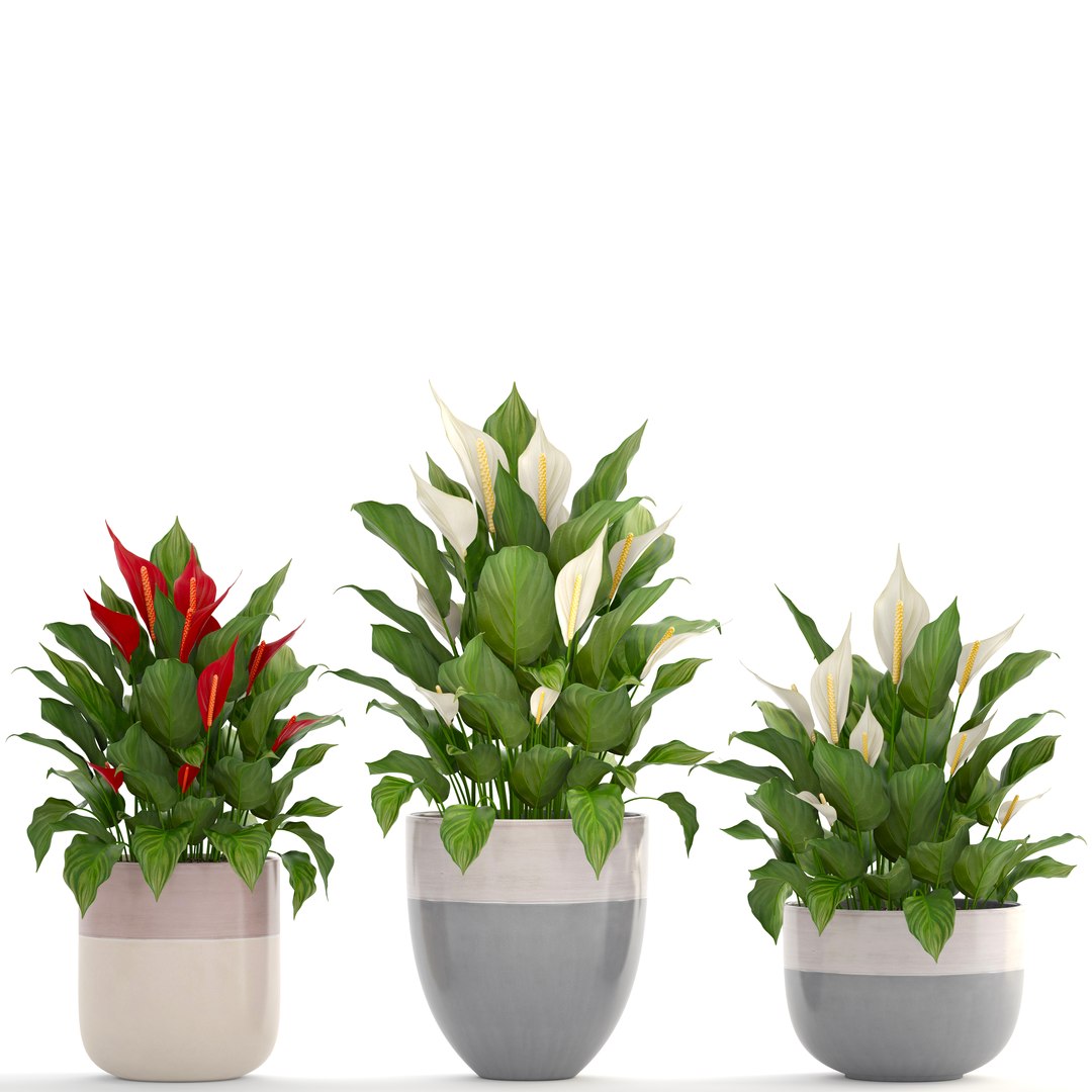 3D plants spathiphyllum https://p.turbosquid.com/ts-thumb/8J/xH4F7Z/64vxh7wm/spathiphyllum160401/jpg/1523880309/1920x1080/fit_q87/220147a9791e8ac16ec4ed511480920976394d2d/spathiphyllum160401.jpg