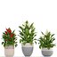 Collection plants Spathiphyllum