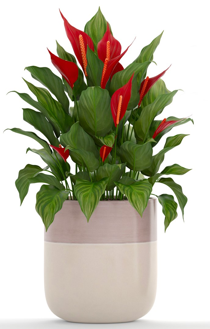3D plants spathiphyllum https://p.turbosquid.com/ts-thumb/8J/xH4F7Z/8WJxCdmu/spathiphyllum160403/jpg/1523880309/1920x1080/fit_q87/9d12daf056c80817e52f55c11e769ddb1388e7f2/spathiphyllum160403.jpg