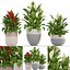 Collection plants Spathiphyllum