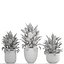 Collection plants Spathiphyllum