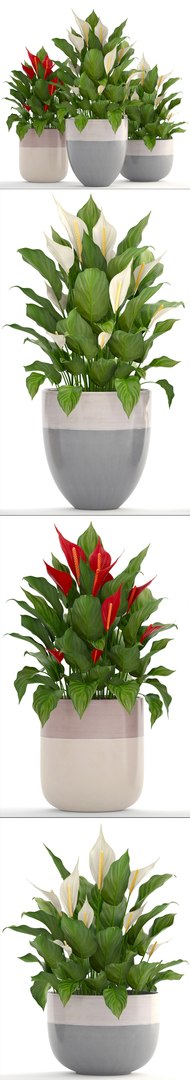 3D plants spathiphyllum https://p.turbosquid.com/ts-thumb/8J/xH4F7Z/V3DNlgAq/spathiphyllum160410/jpg/1523880309/1920x1080/fit_q87/239d82c769ba61d02b97ef064fb116de0d9bbb19/spathiphyllum160410.jpg