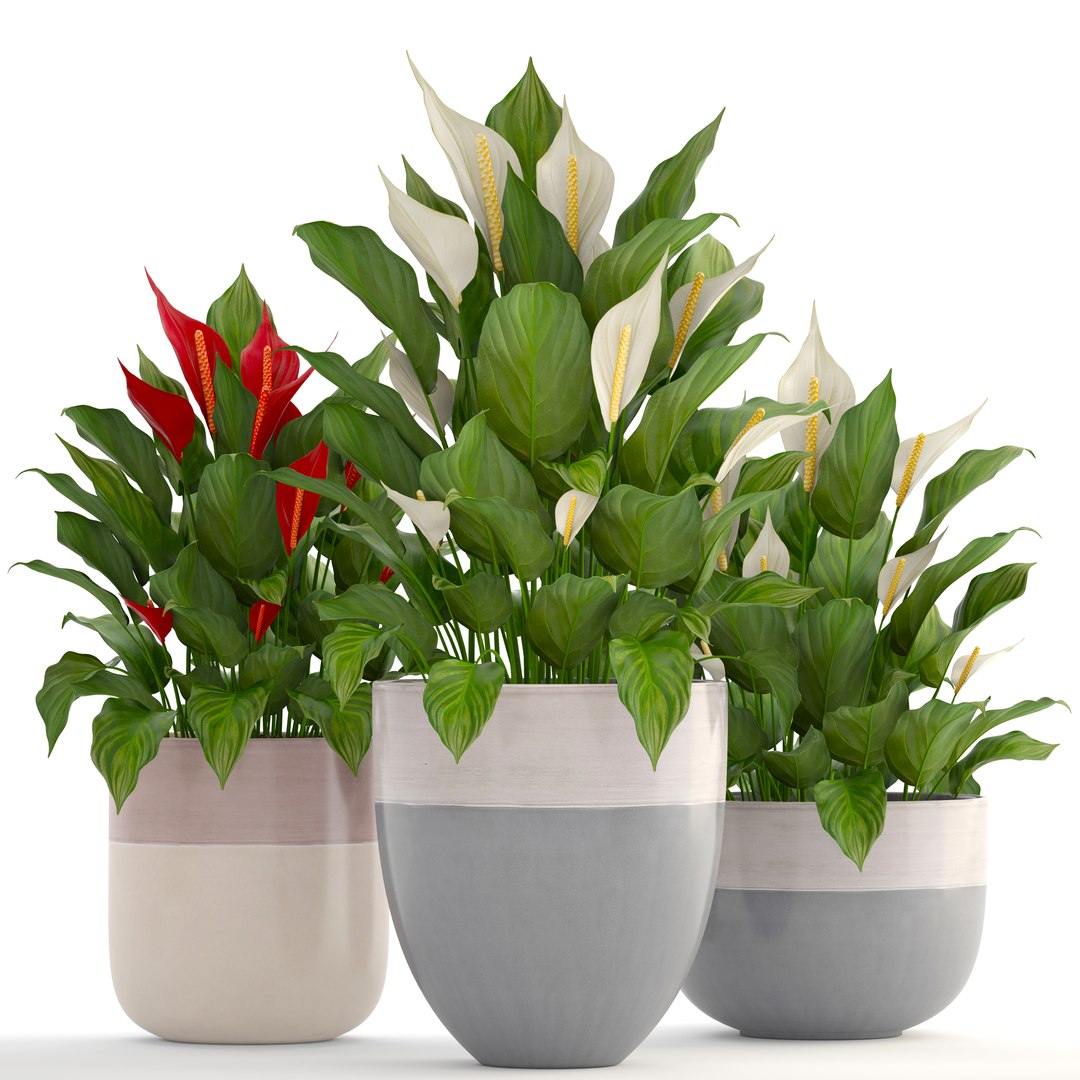 3D plants spathiphyllum https://p.turbosquid.com/ts-thumb/8J/xH4F7Z/XD1uwg23/spathiphyllum160402/jpg/1523880309/1920x1080/fit_q87/06a91b1eff8ac3ef15fb5ba9363eedd8da907e88/spathiphyllum160402.jpg