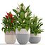 Collection plants Spathiphyllum