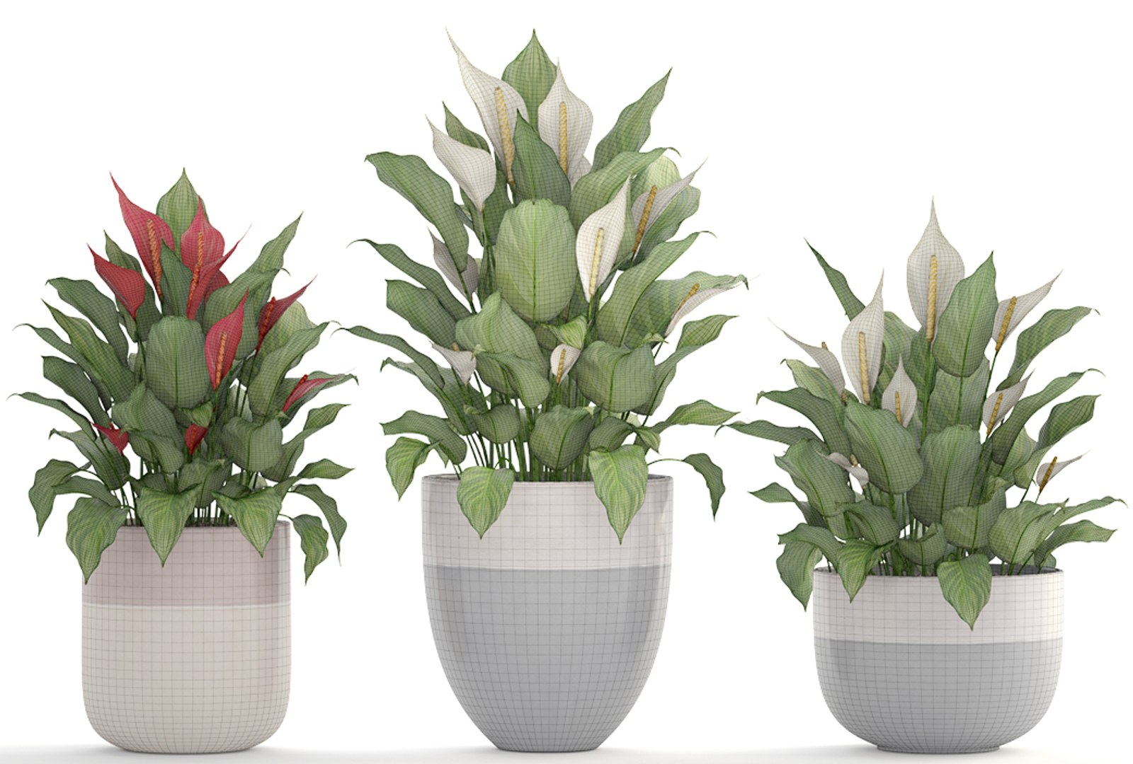 3D plants spathiphyllum https://p.turbosquid.com/ts-thumb/8J/xH4F7Z/eQiZQLa8/spathiphyllum160408/jpg/1523880309/1920x1080/fit_q87/785d1fa1ccca9c0ed59d506127d7dc7fdf77b438/spathiphyllum160408.jpg