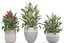 Collection plants Spathiphyllum